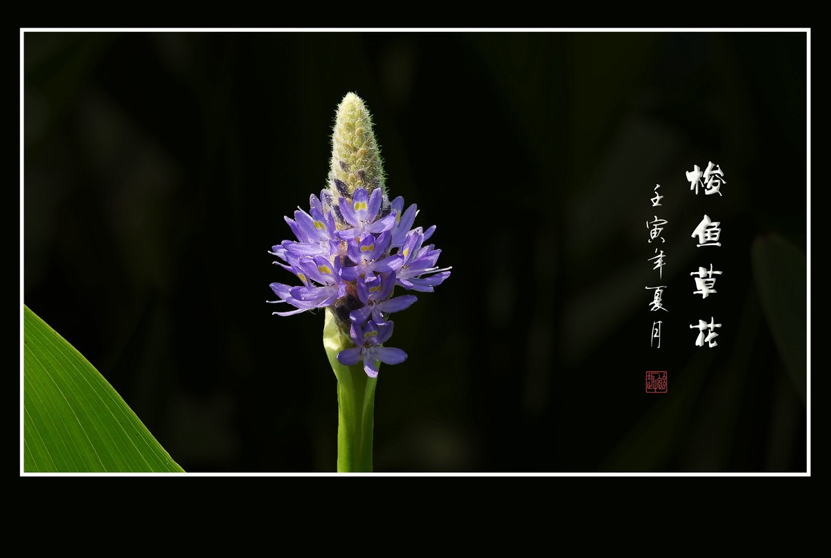 紫色的水生花卉梭鱼草花