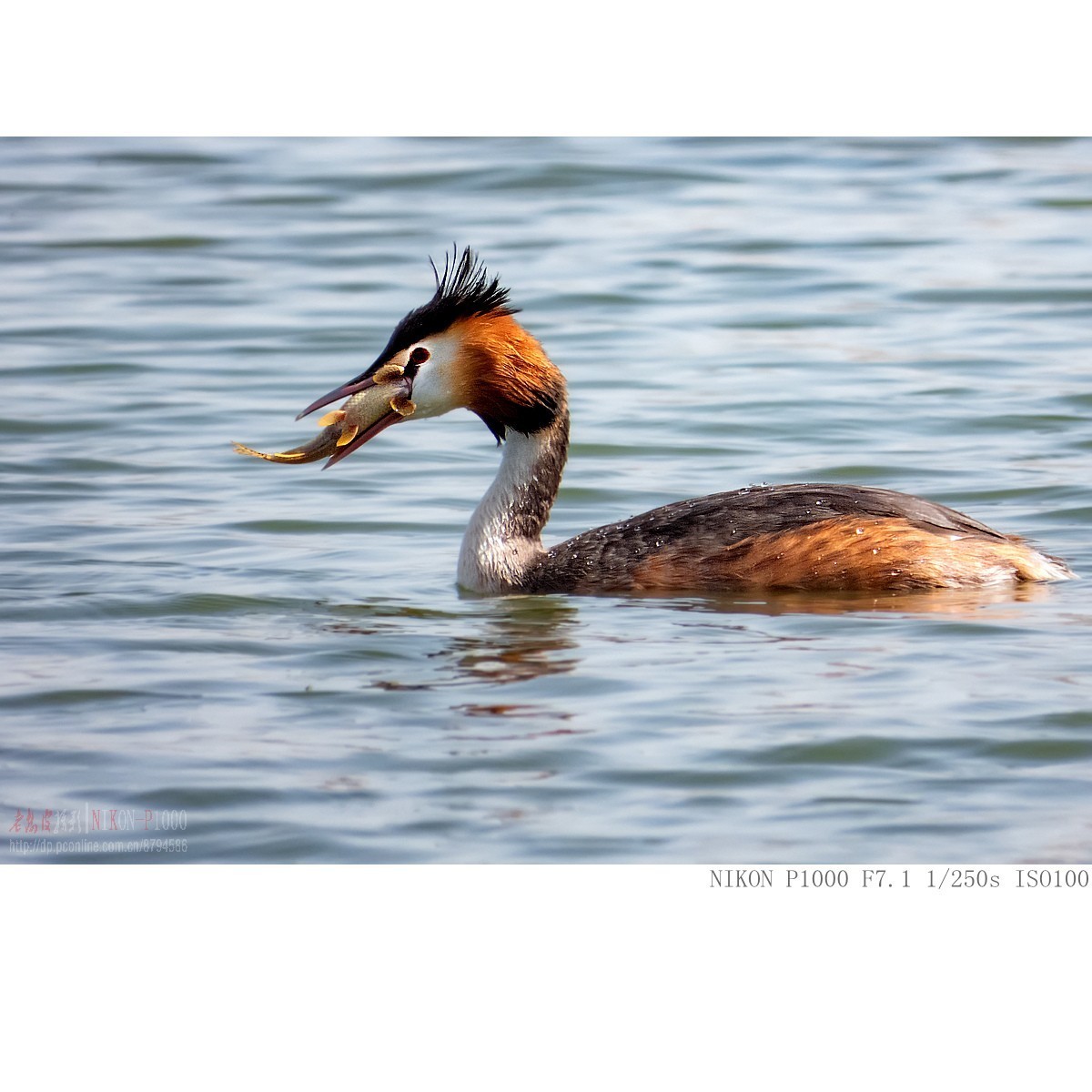 凤头鸊鵜、绿翅鸭、白骨顶