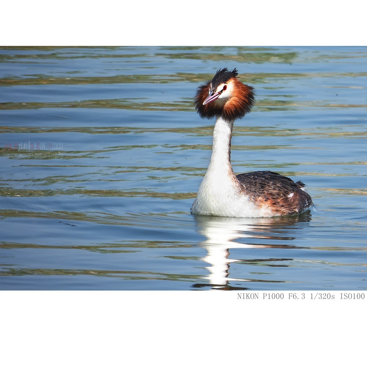 凤头鸊鵜、绿翅鸭、白骨顶