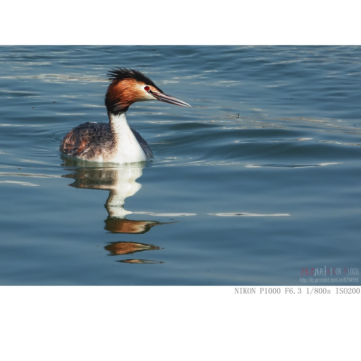 凤头鸊鵜、绿翅鸭、白骨顶