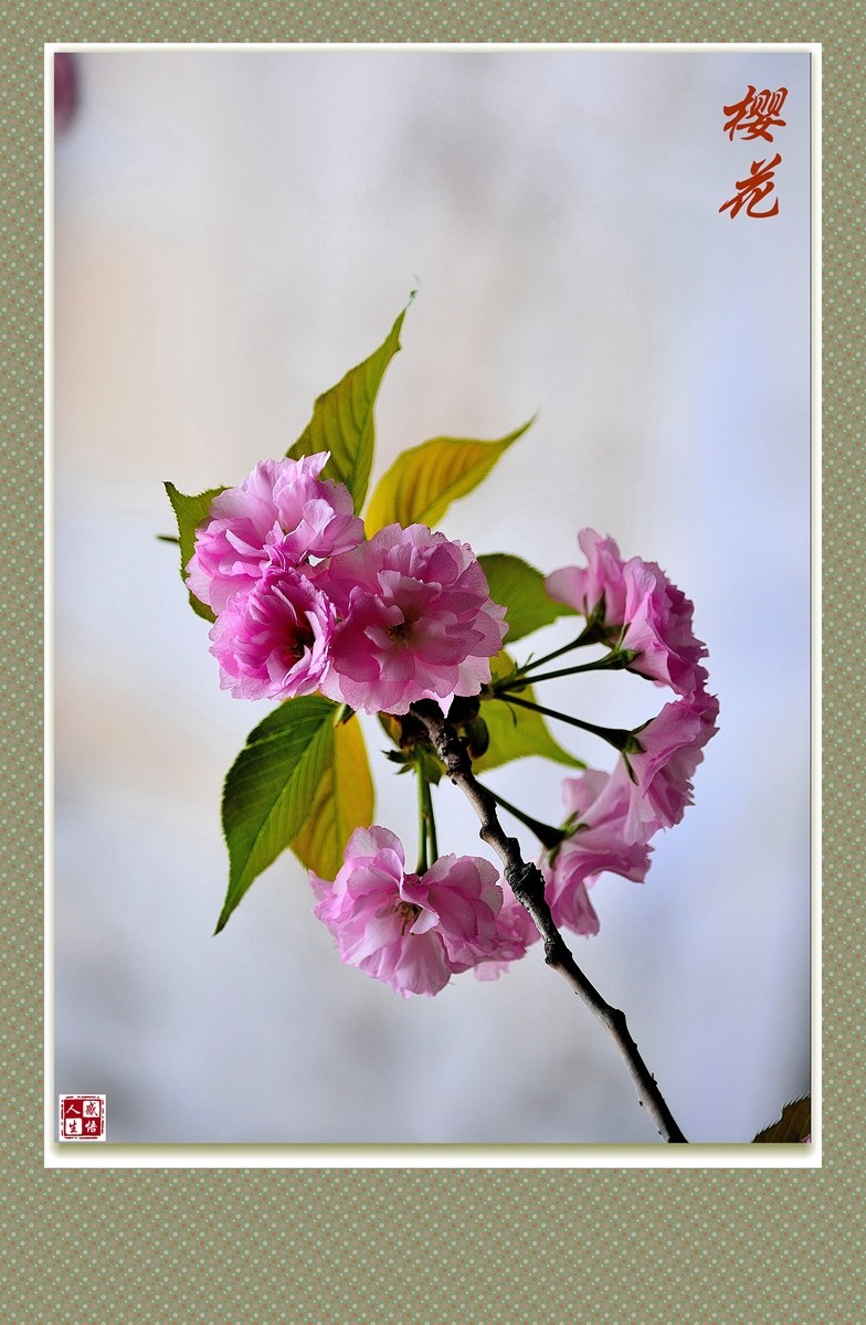 竖版樱花（2）