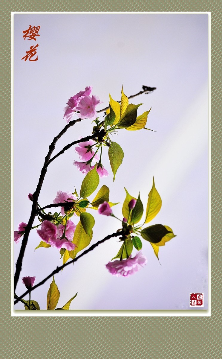 竖版樱花（2）