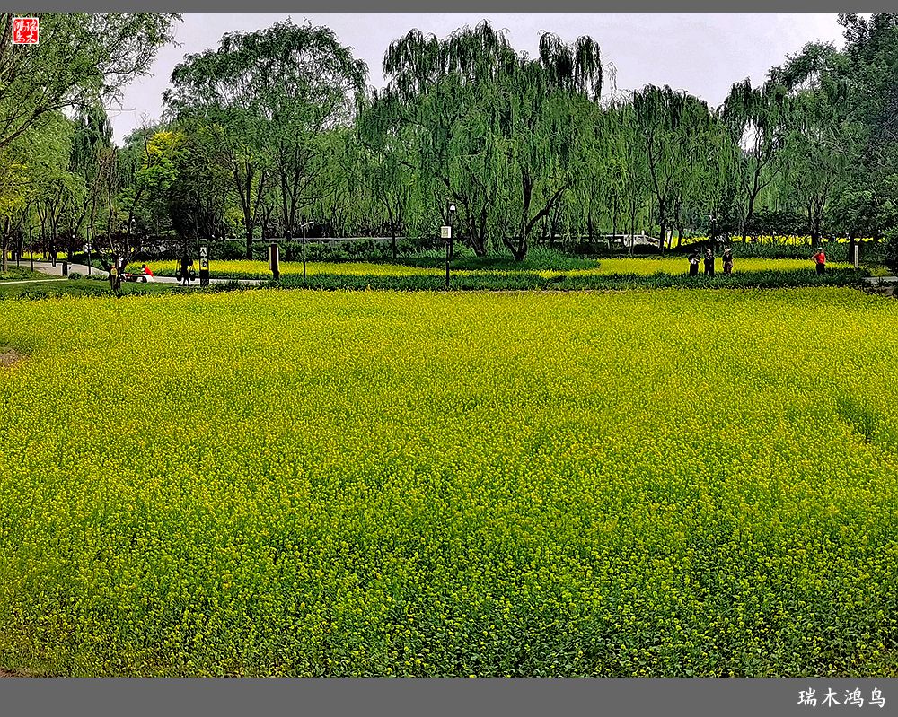 【印象北坞】层层梯田水映天空光