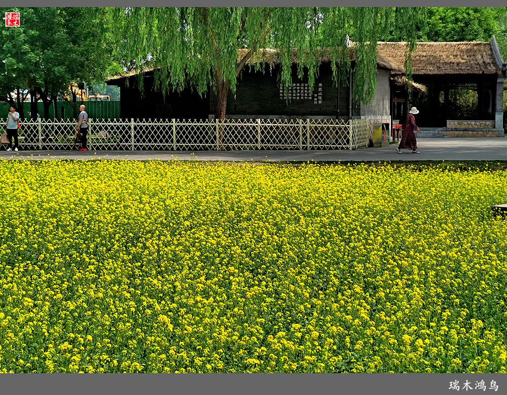【印象北坞】层层梯田水映天空光