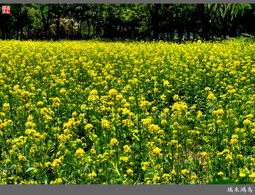 【印象北坞】层层梯田水映天空光