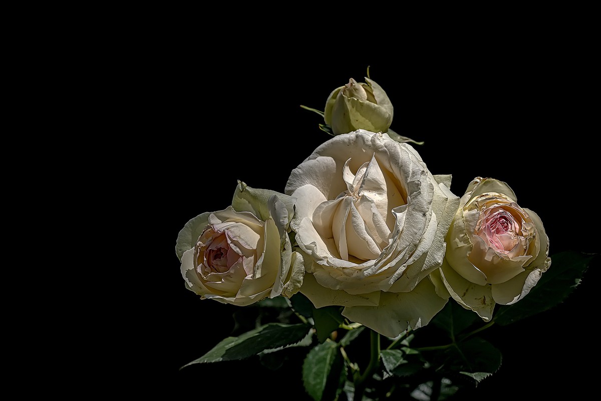 漫花山庄·玫瑰花