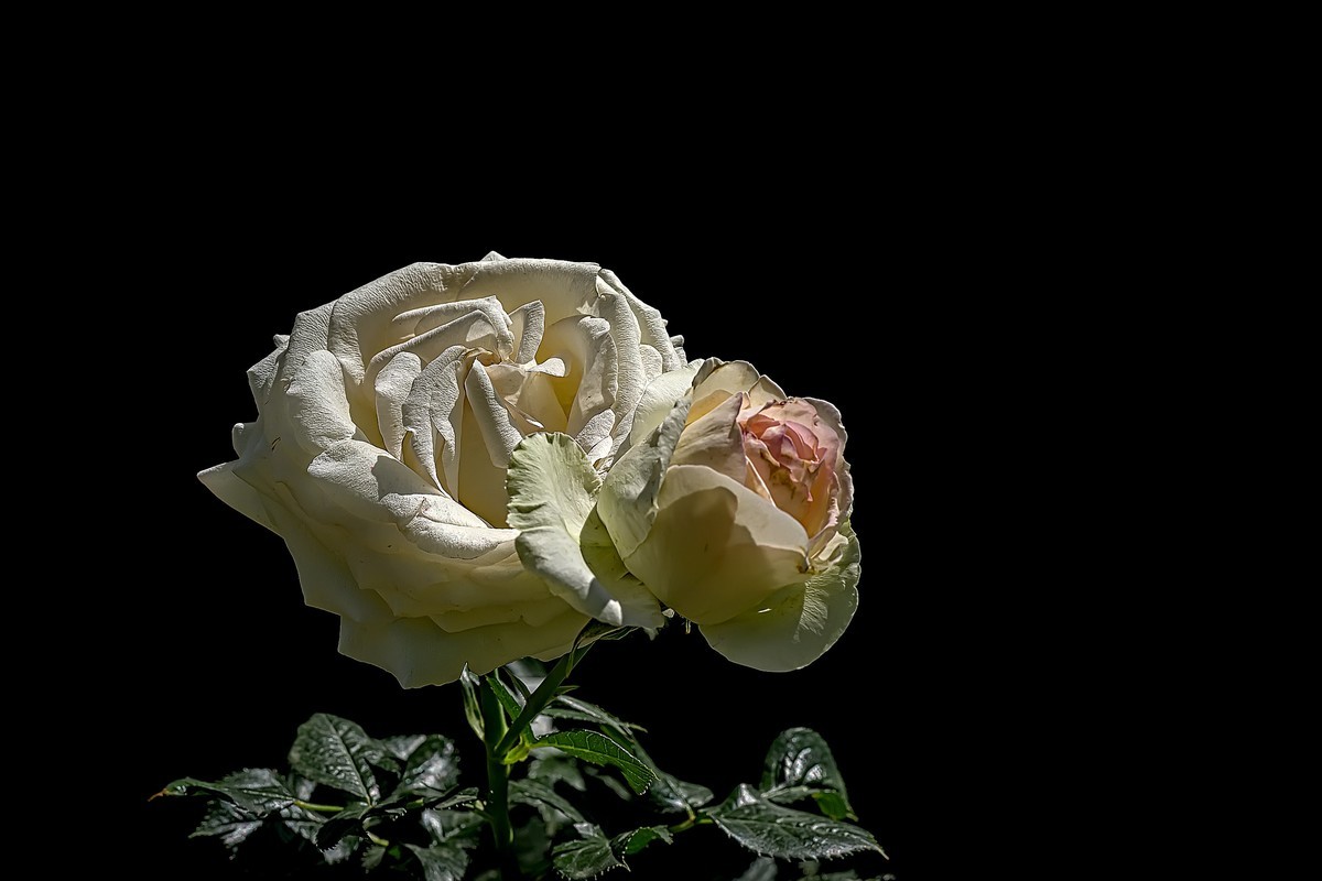 漫花山庄·玫瑰花