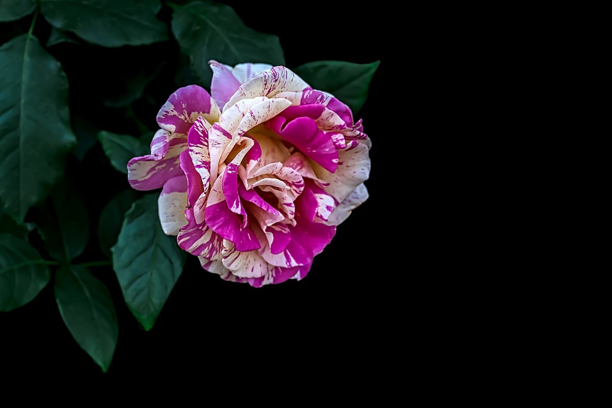 漫花山庄·玫瑰花