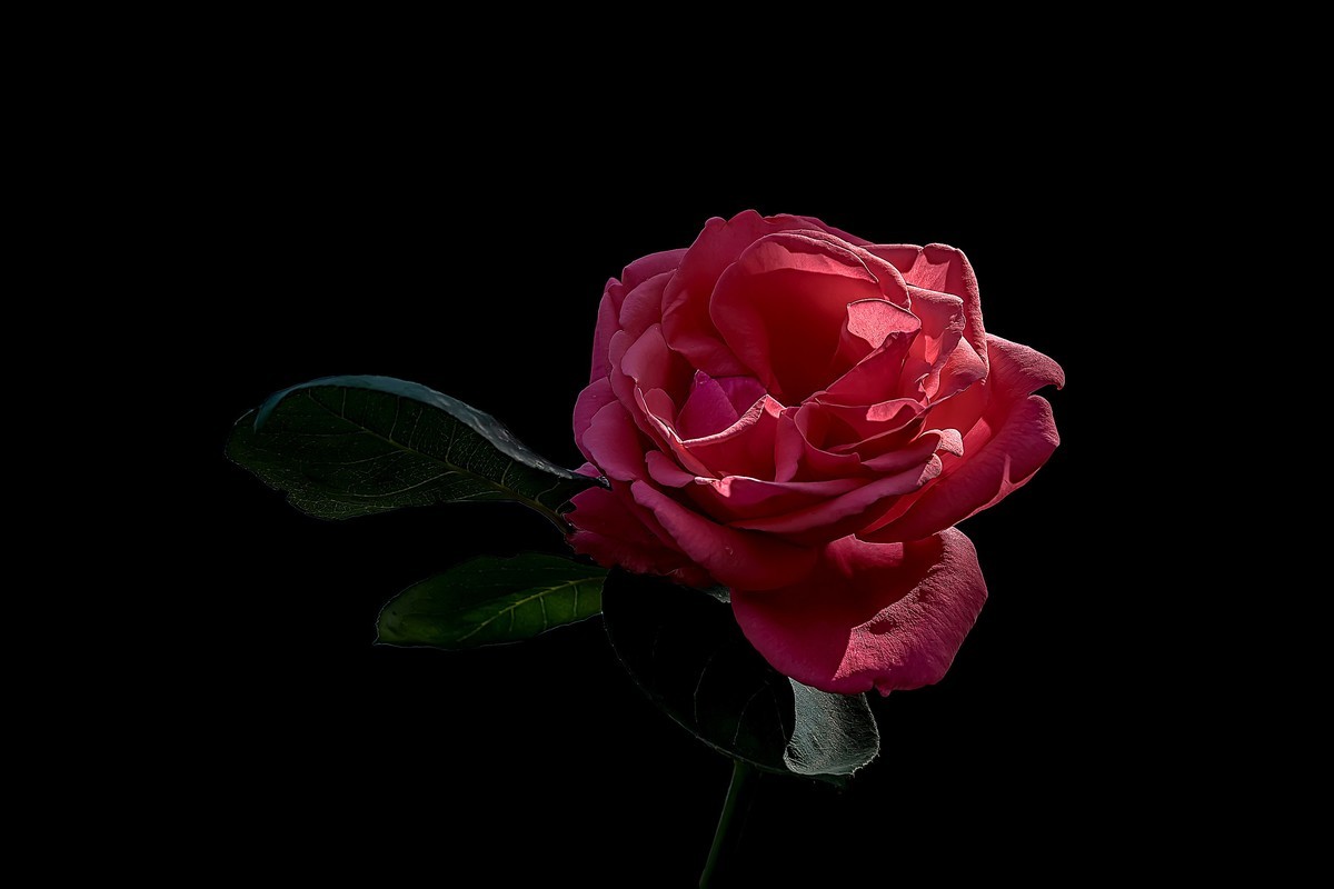 漫花山庄·玫瑰花