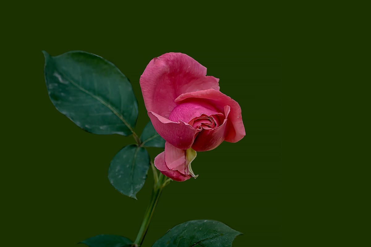 漫花山庄·玫瑰花