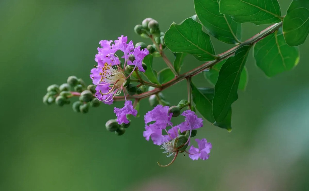 紫薇花--4