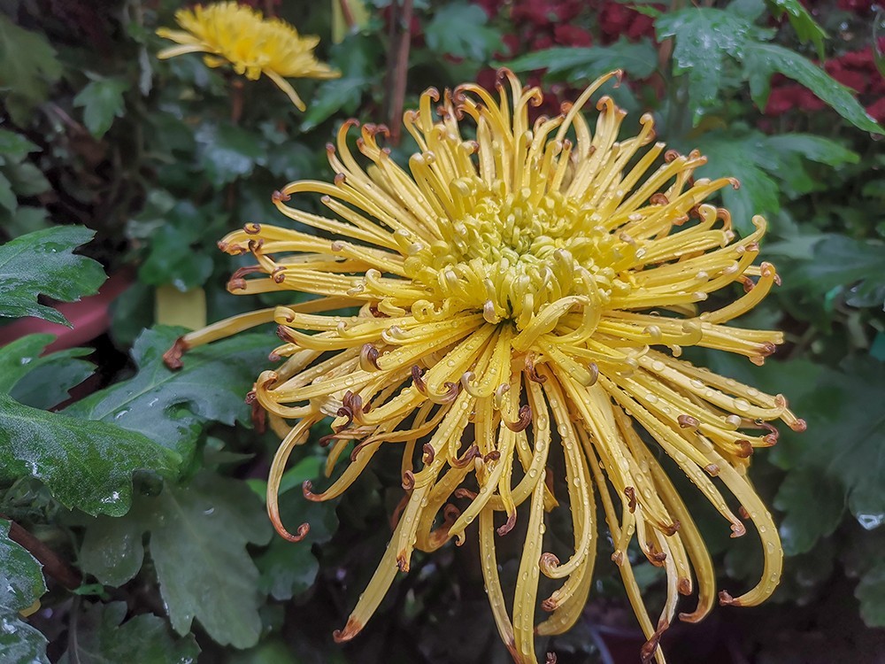 手机拍菊花