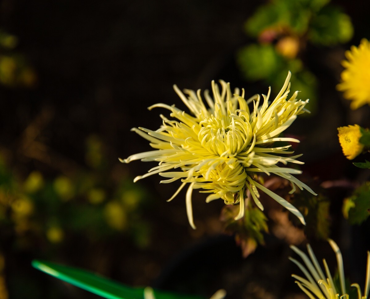 菊花盛开的季节