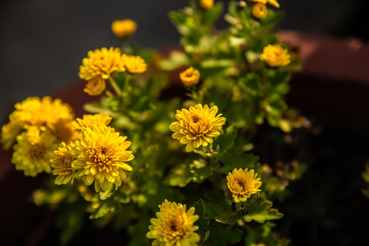 菊花盛开的季节