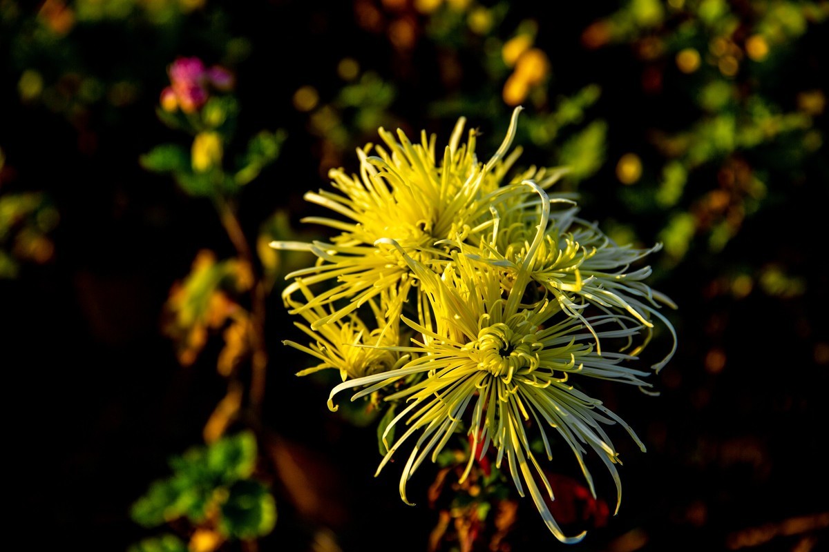 菊花盛开的季节