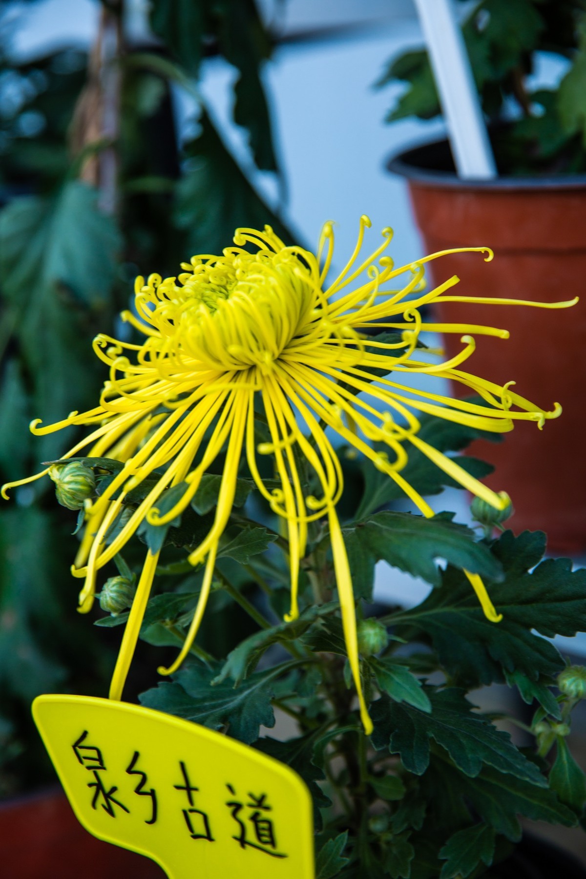 菊花盛开的季节