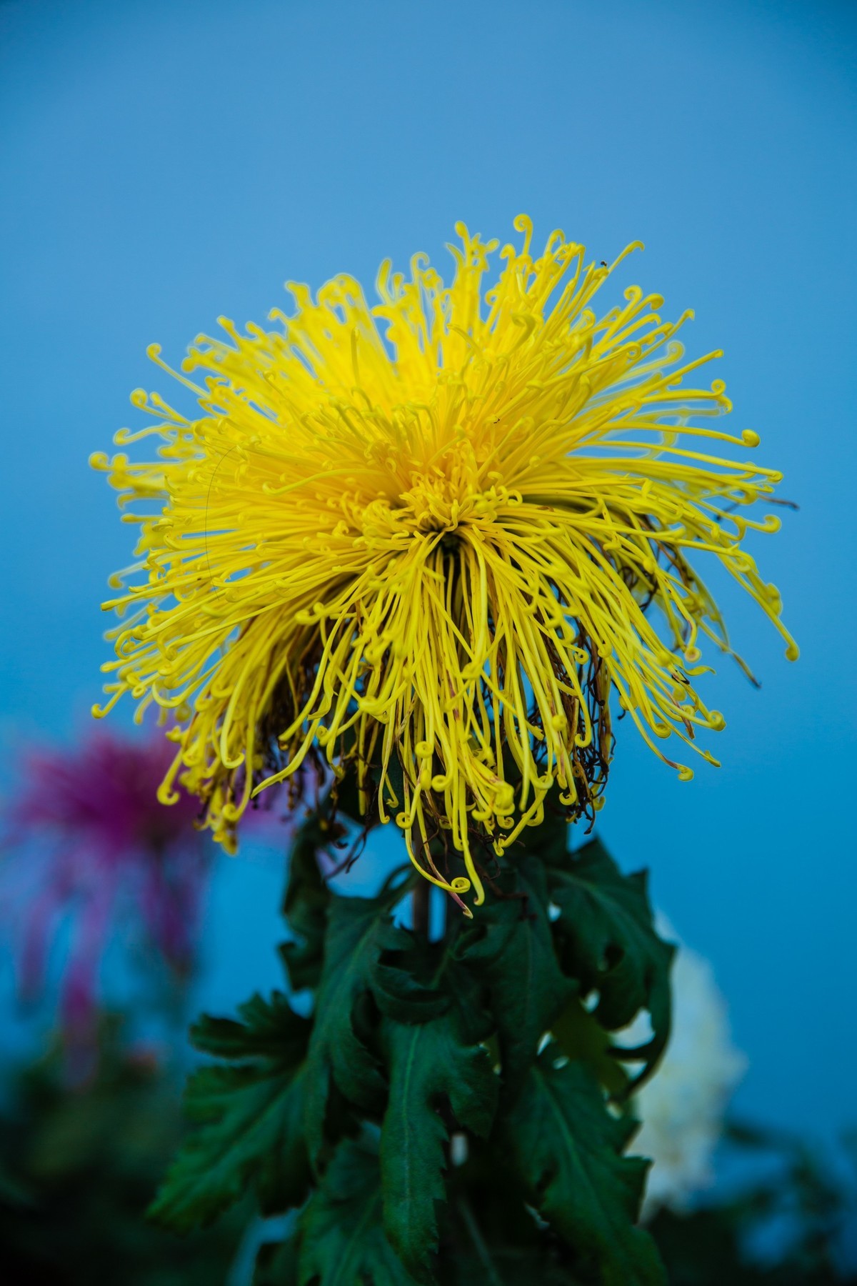 菊花盛开的季节