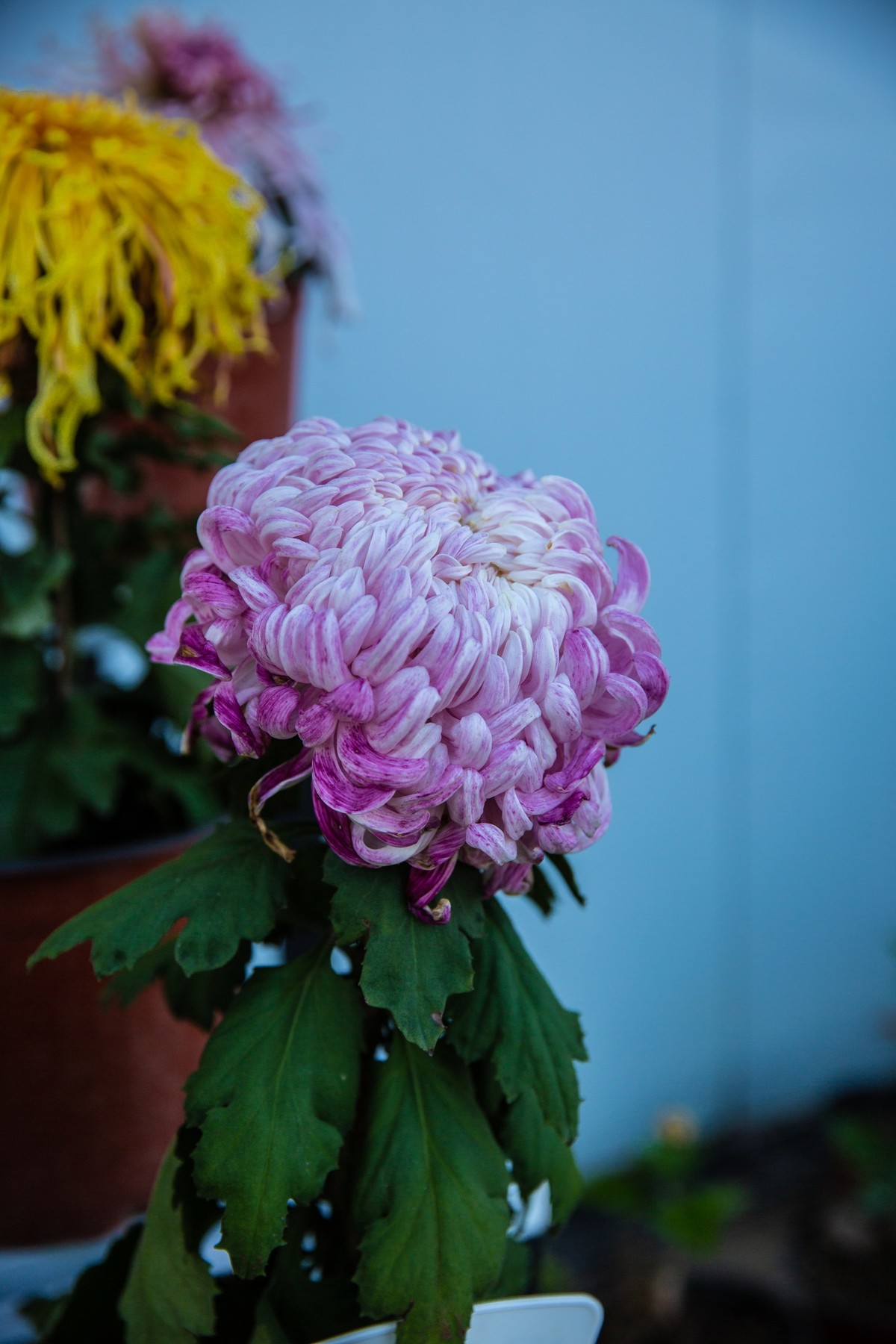 菊花盛开的季节