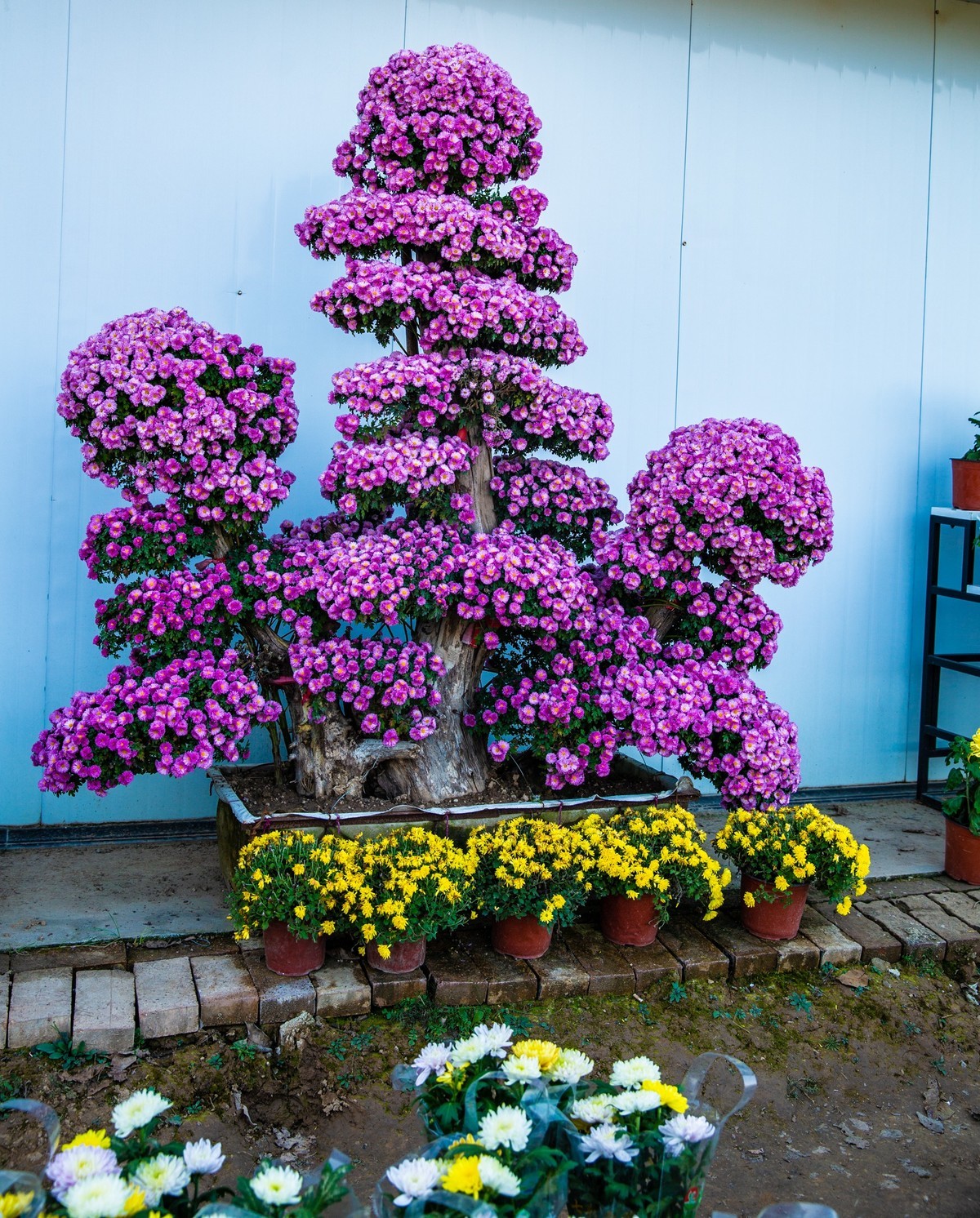 菊花盛开的季节