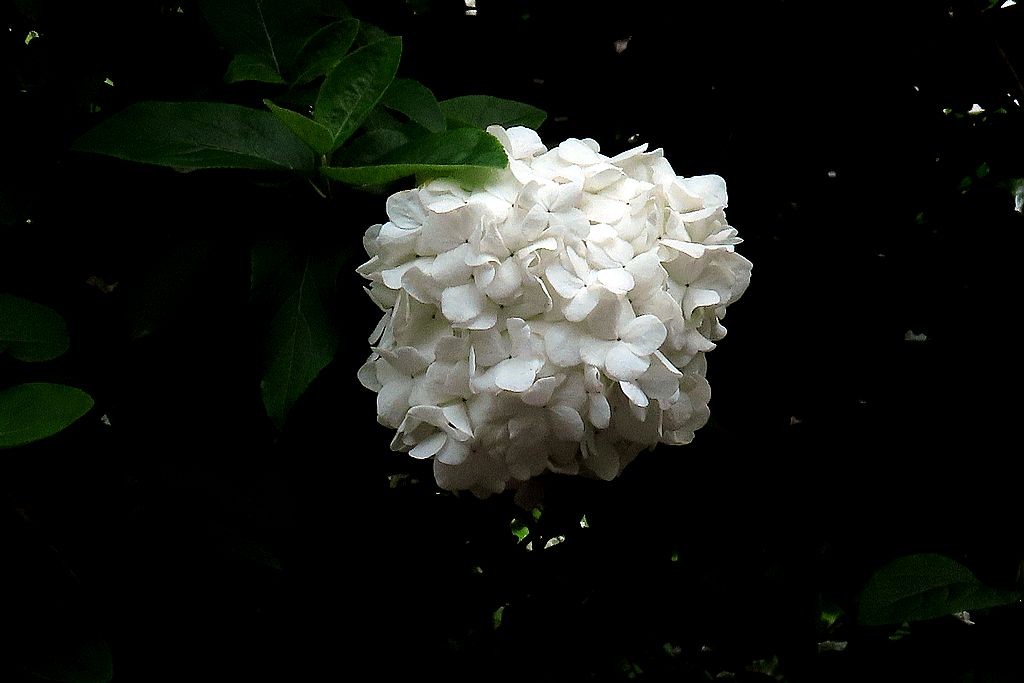 白绣球花=5-中关村在线摄影论坛