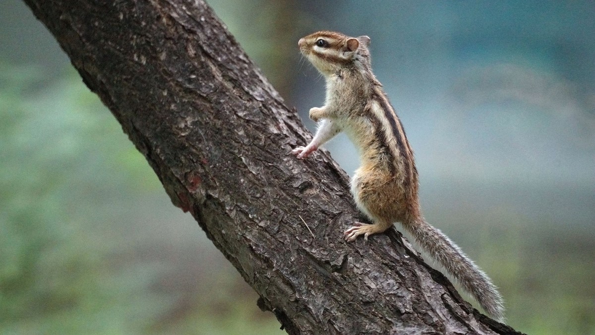 花栗鼠和黄尾鹣
