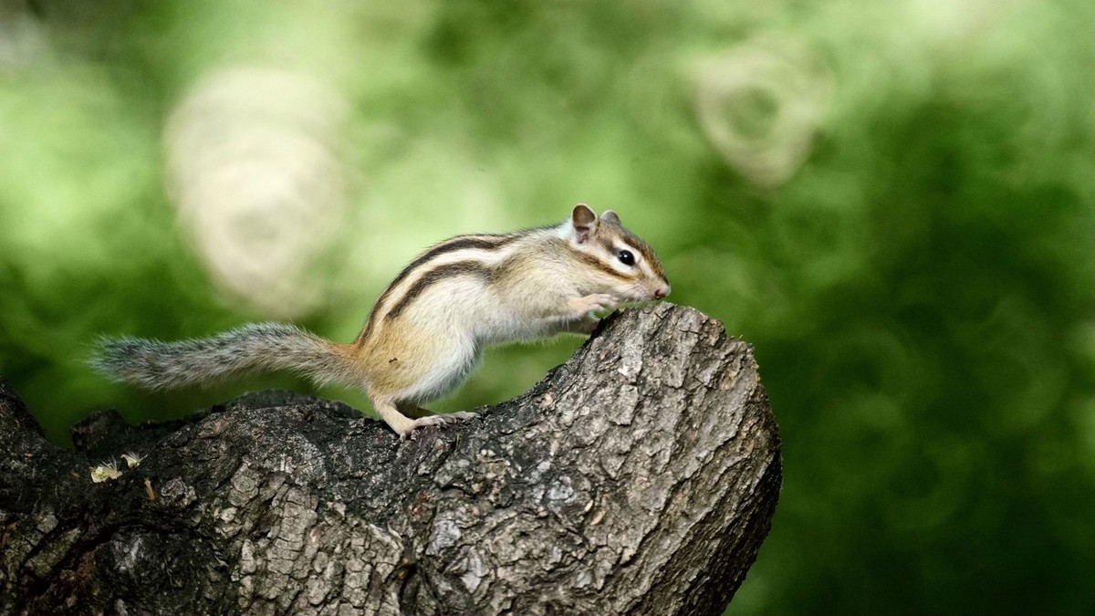 花栗鼠和黄尾鹣