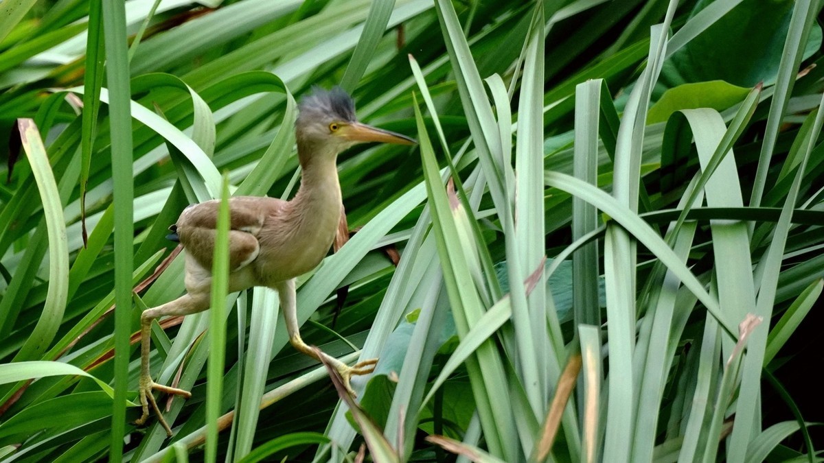 花栗鼠和黄尾鹣