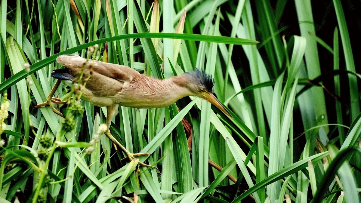 花栗鼠和黄尾鹣