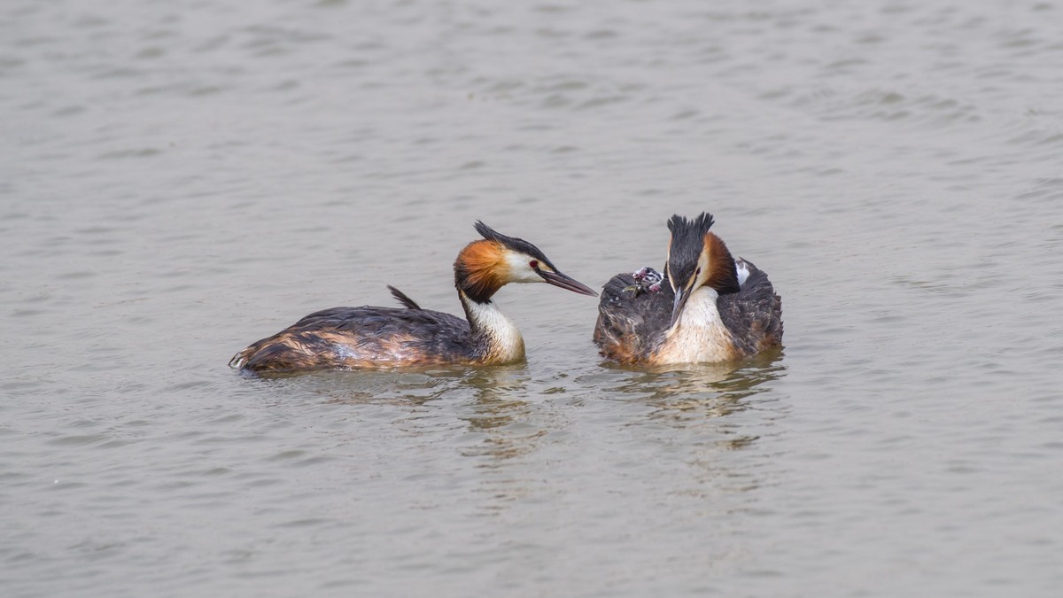 育 雏 期 的 PI TI （ 八 ）