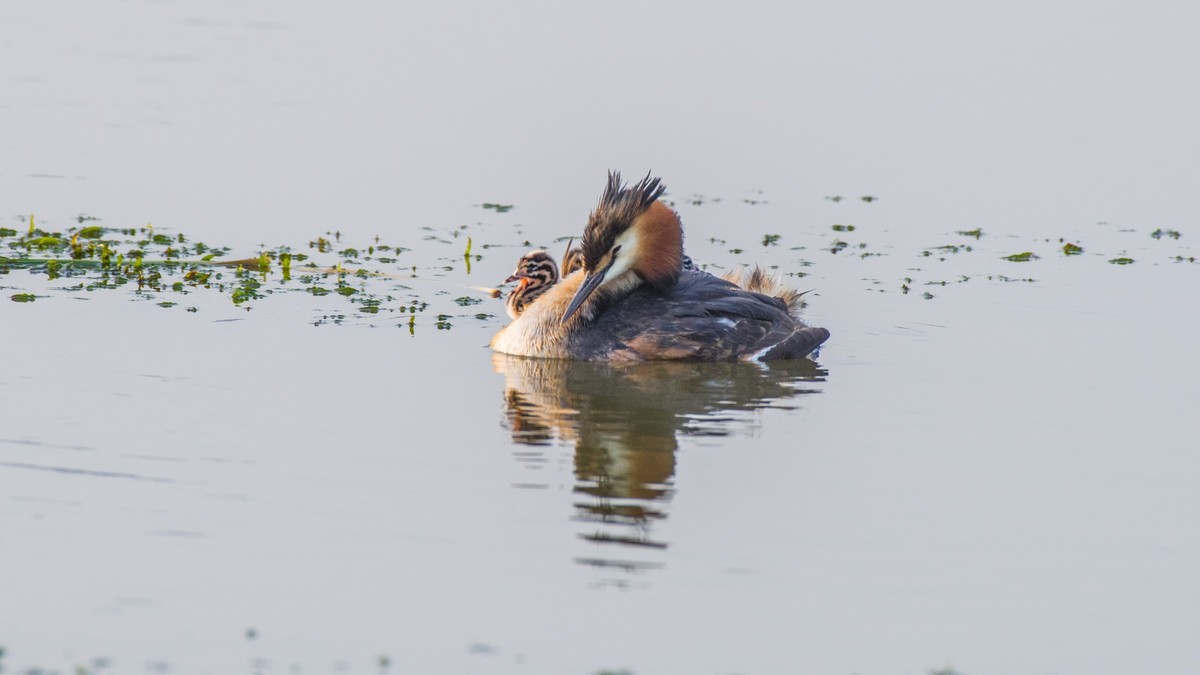 育 雏 期 的 PI TI （ 八 ）