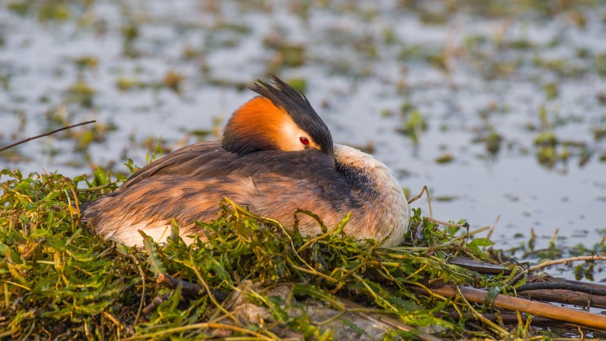 育 雏 期 的 PI TI （ 八 ）