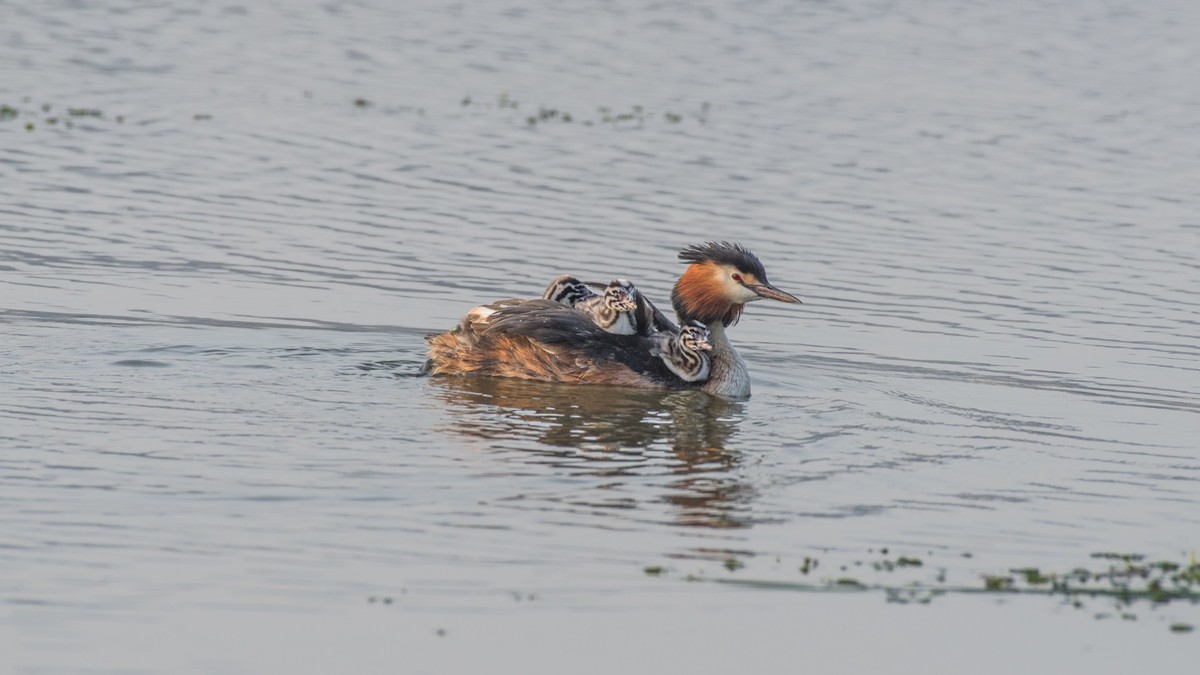 育 雏 期 的 PI TI （ 八 ）