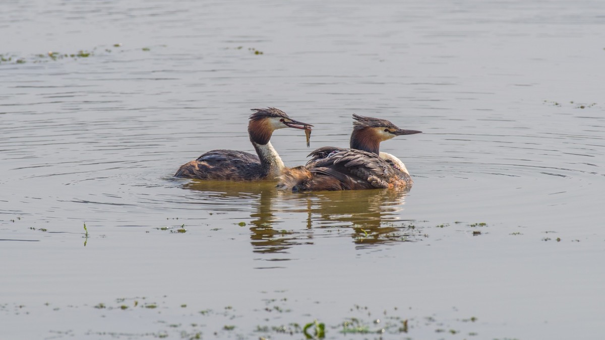 育 雏 期 的 PI TI （ 八 ）