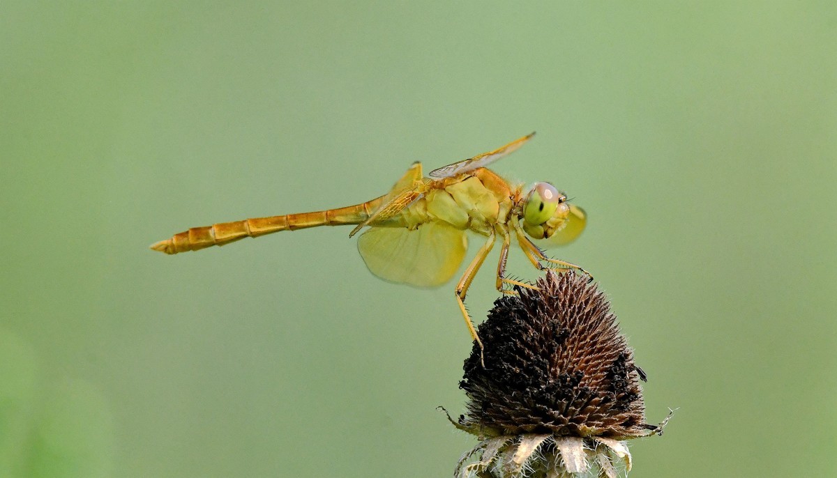 黄蜻蜓。