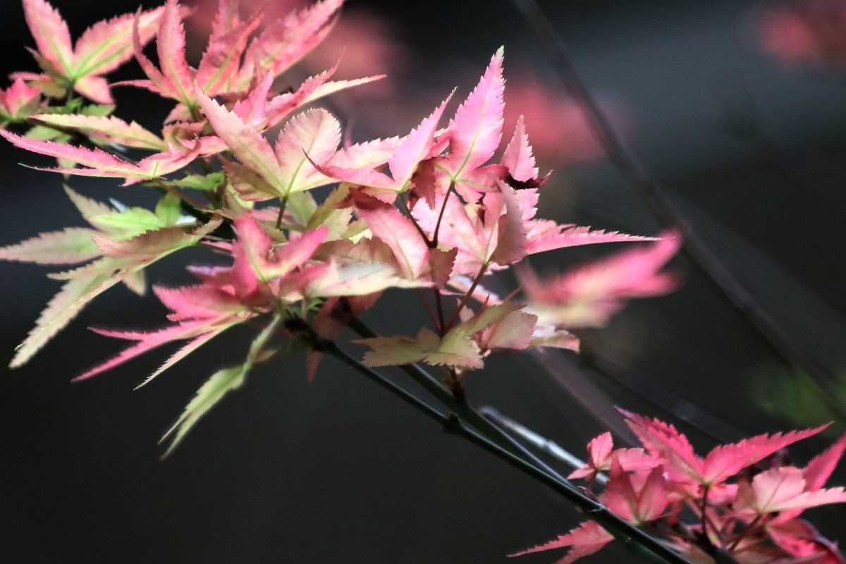 用了转接口的试机帖（二）