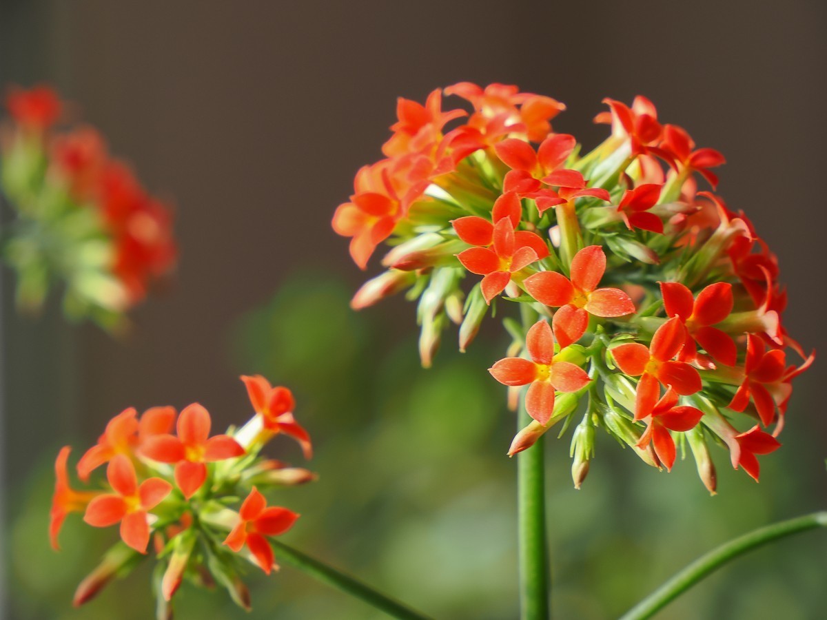 长寿花、腊梅、水边的石楠、摩天轮（OM-1Mark2第三次试拍）