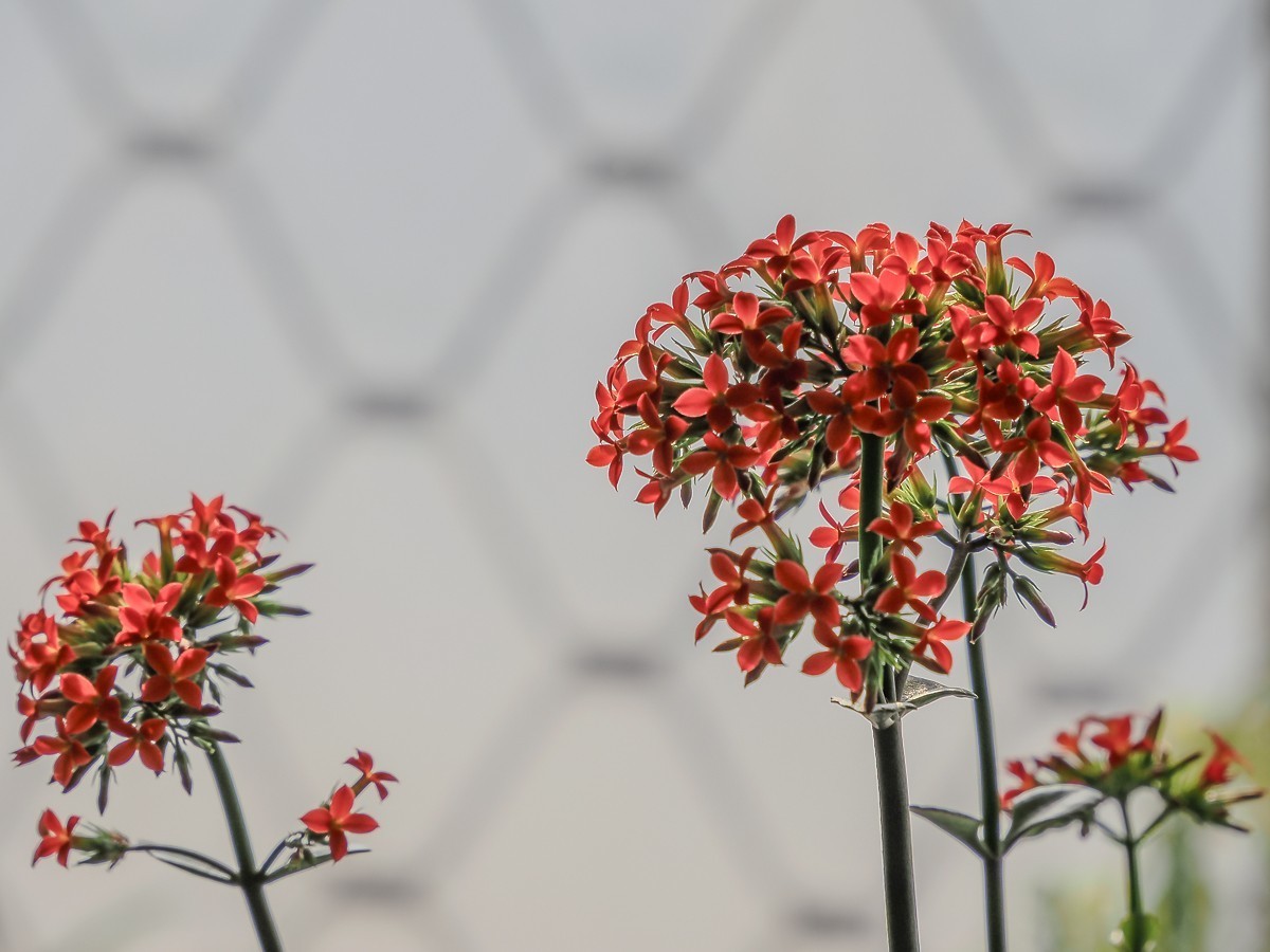 长寿花、腊梅、水边的石楠、摩天轮（OM-1Mark2第三次试拍）