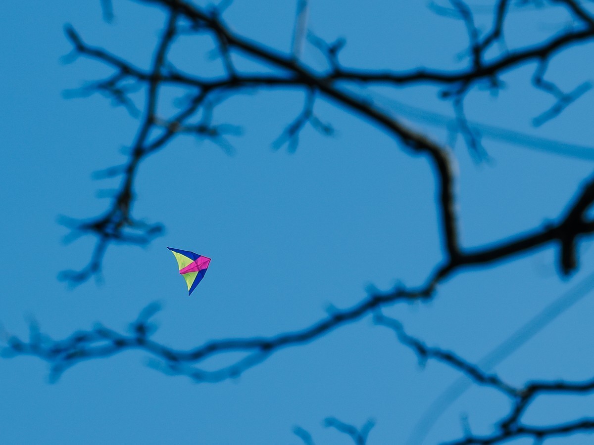 长寿花、腊梅、水边的石楠、摩天轮（OM-1Mark2第三次试拍）