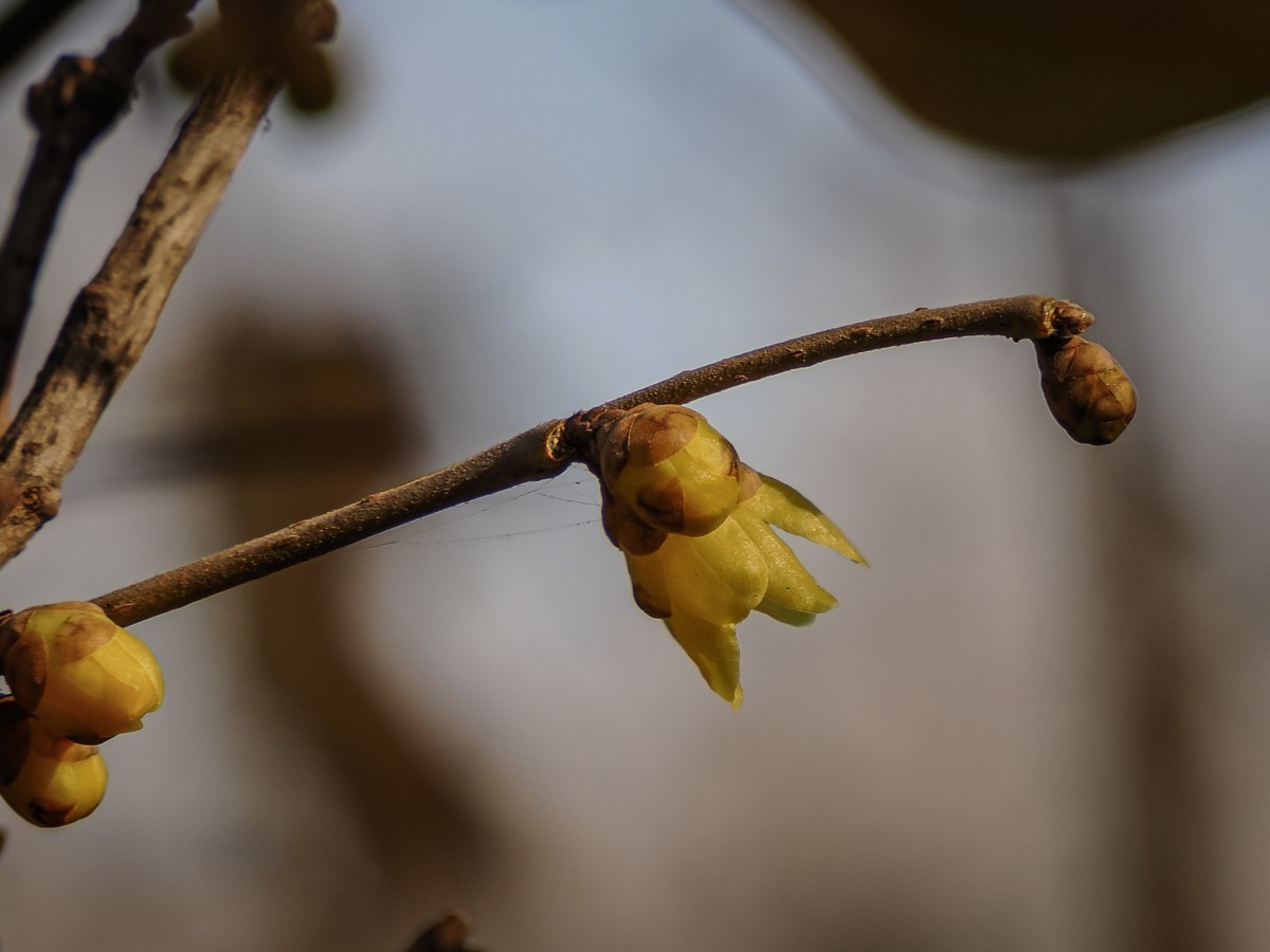 长寿花、腊梅、水边的石楠、摩天轮（OM-1Mark2第三次试拍）