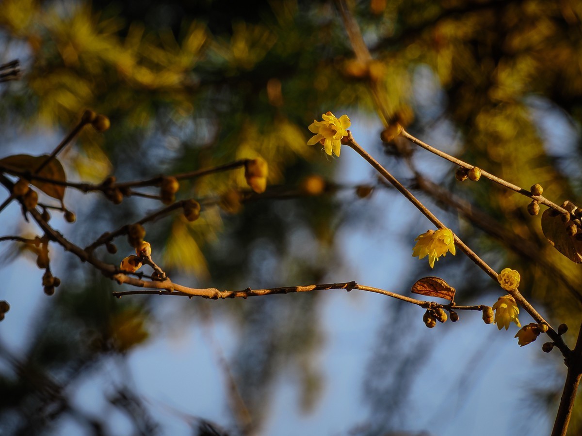 长寿花、腊梅、水边的石楠、摩天轮（OM-1Mark2第三次试拍）