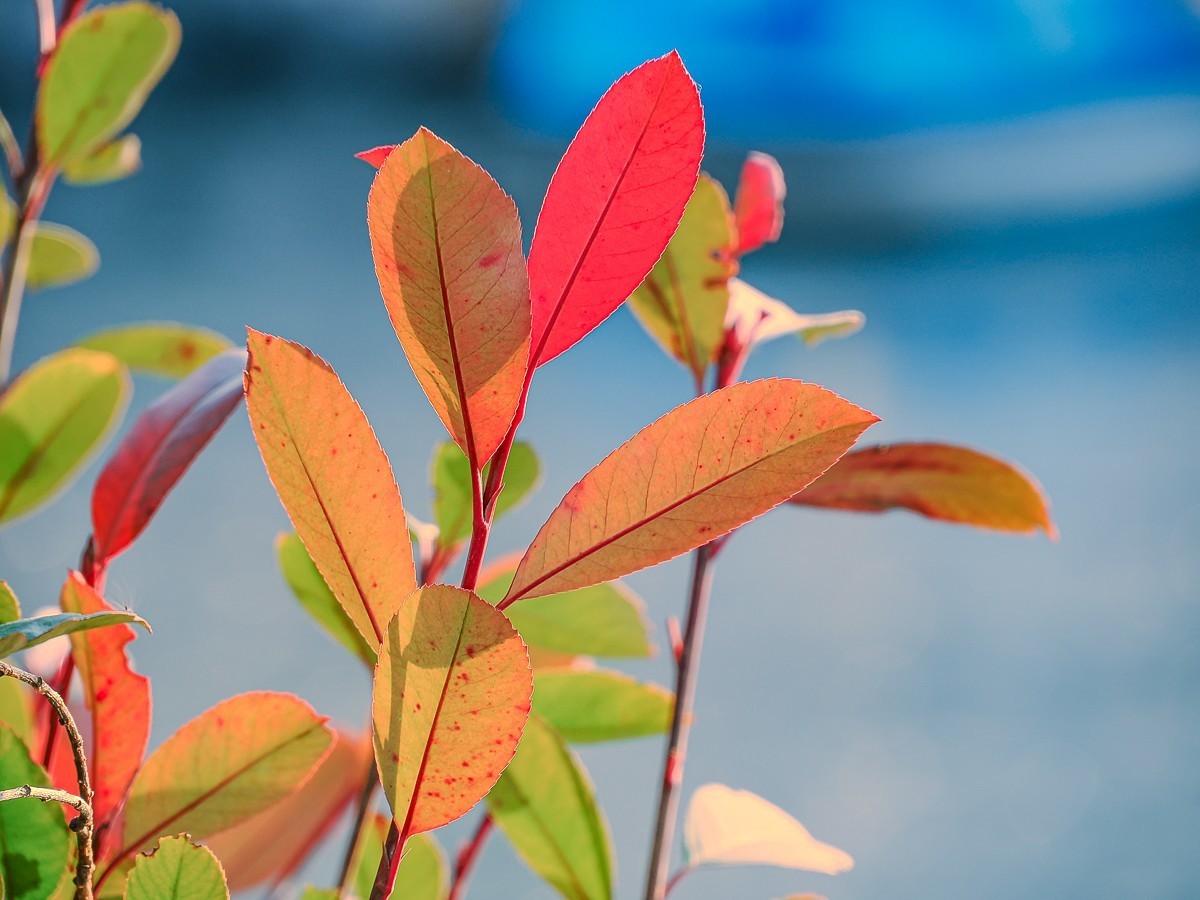 长寿花、腊梅、水边的石楠、摩天轮（OM-1Mark2第三次试拍）