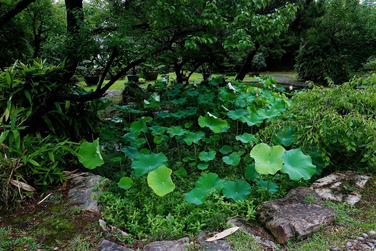 武汉映像---夏日的磨山荷花园！
