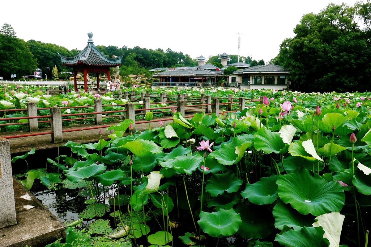 武汉映像---夏日的磨山荷花园！