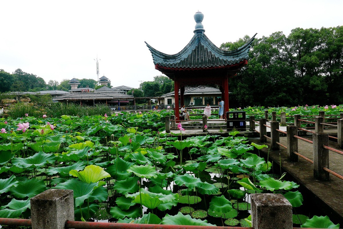 武汉映像---夏日的磨山荷花园！