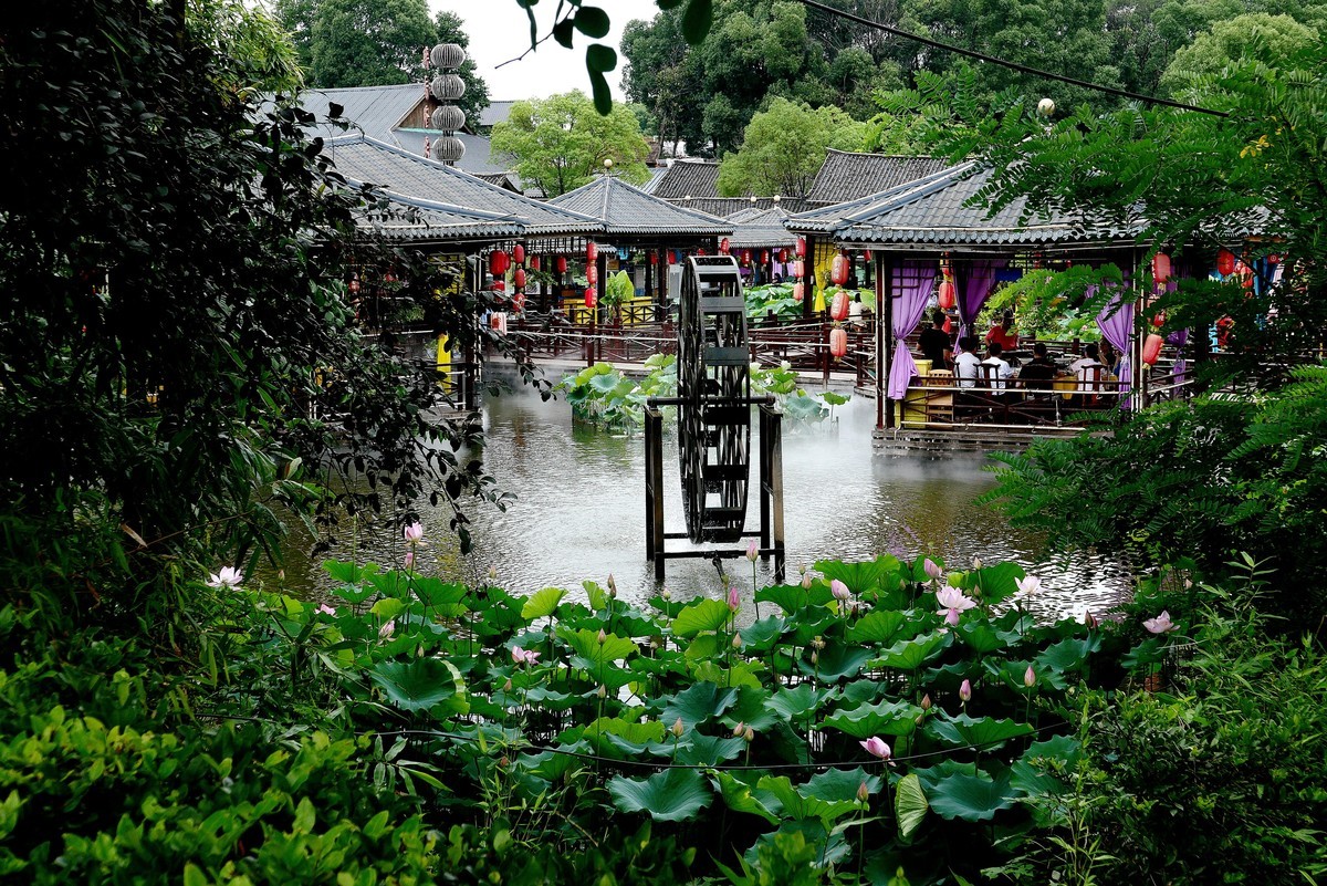 武汉映像---夏日的磨山荷花园！