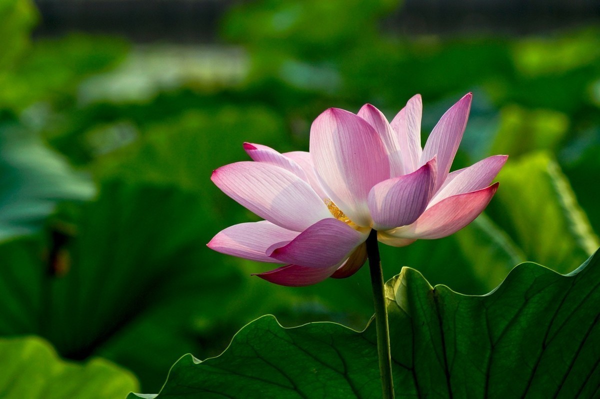 #版主坐堂#小五星空(中国)2022年7月精品荟萃