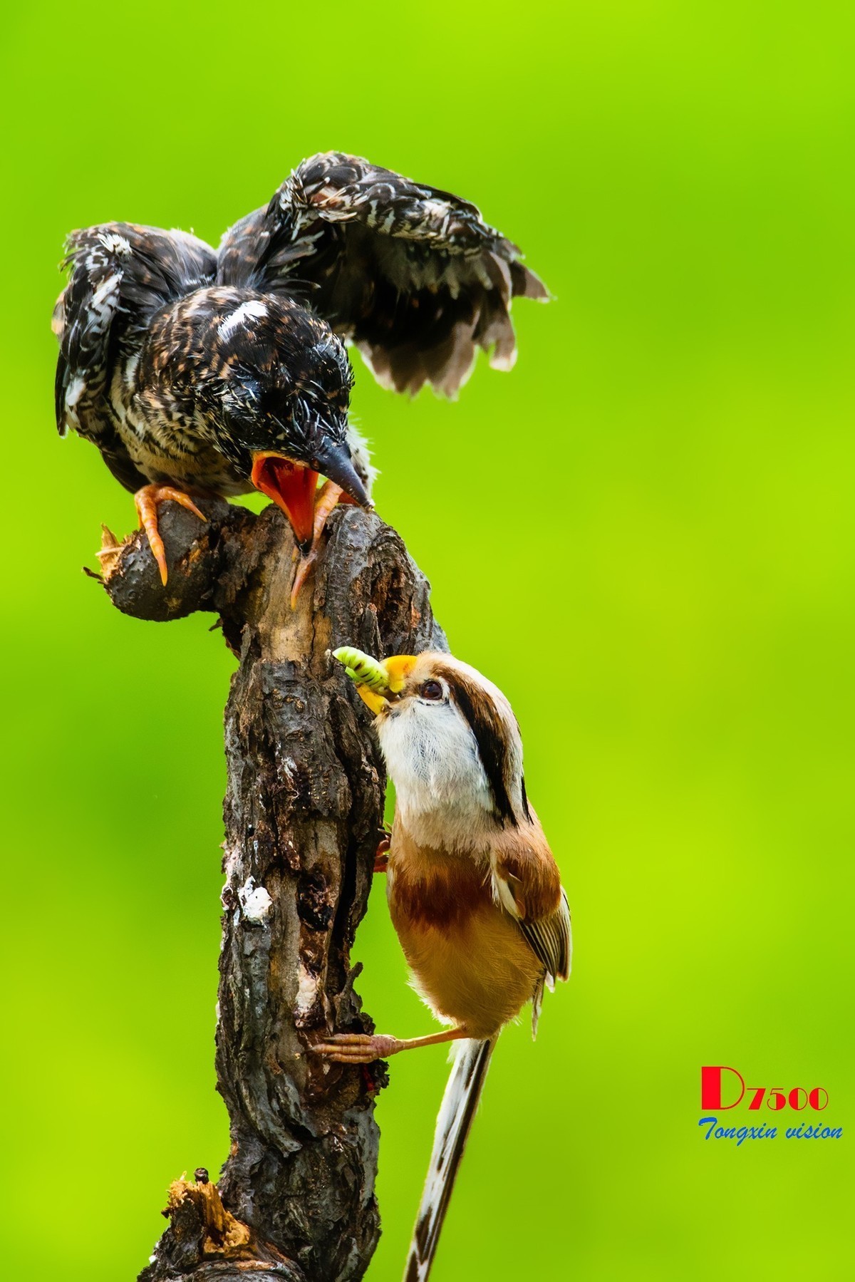 #版主坐堂#小五星空(中国)2022年7月精品荟萃