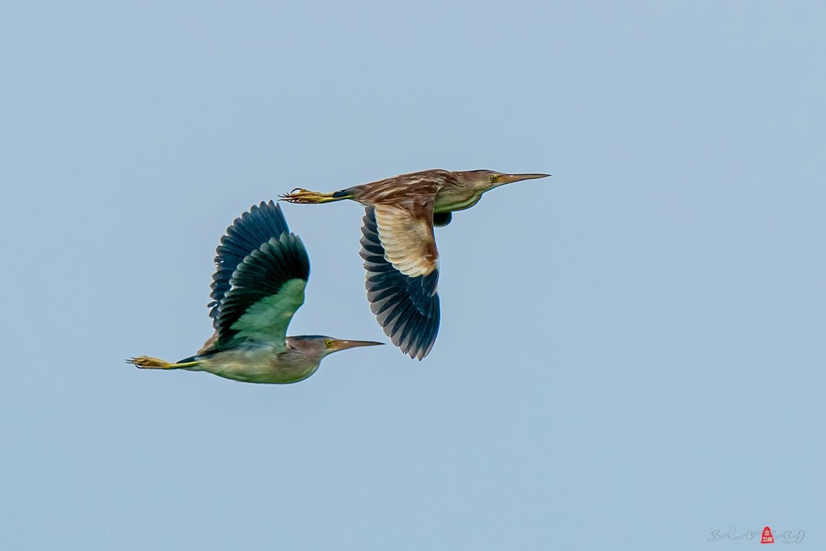 #版主坐堂#小五星空(中国)2022年7月精品荟萃