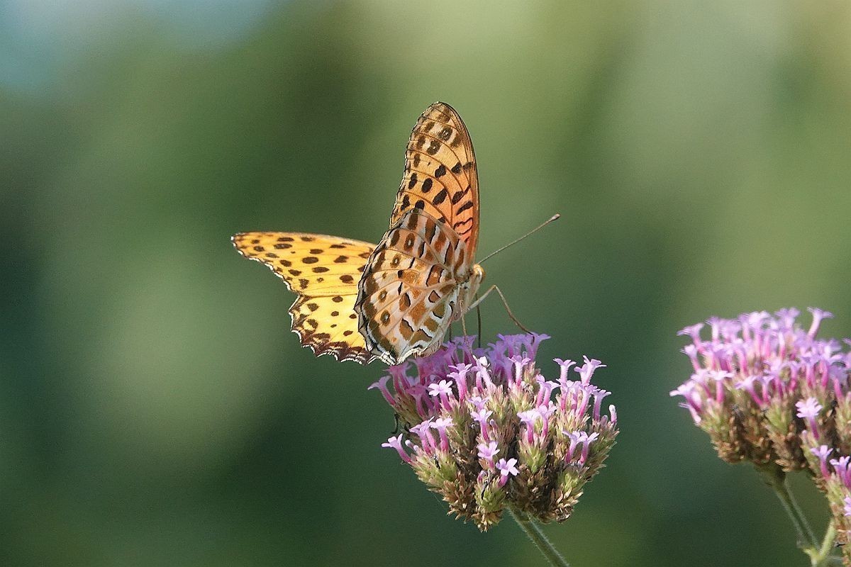 #版主坐堂#索尼大版星空(中国)2022年7月份优秀作品精选汇总