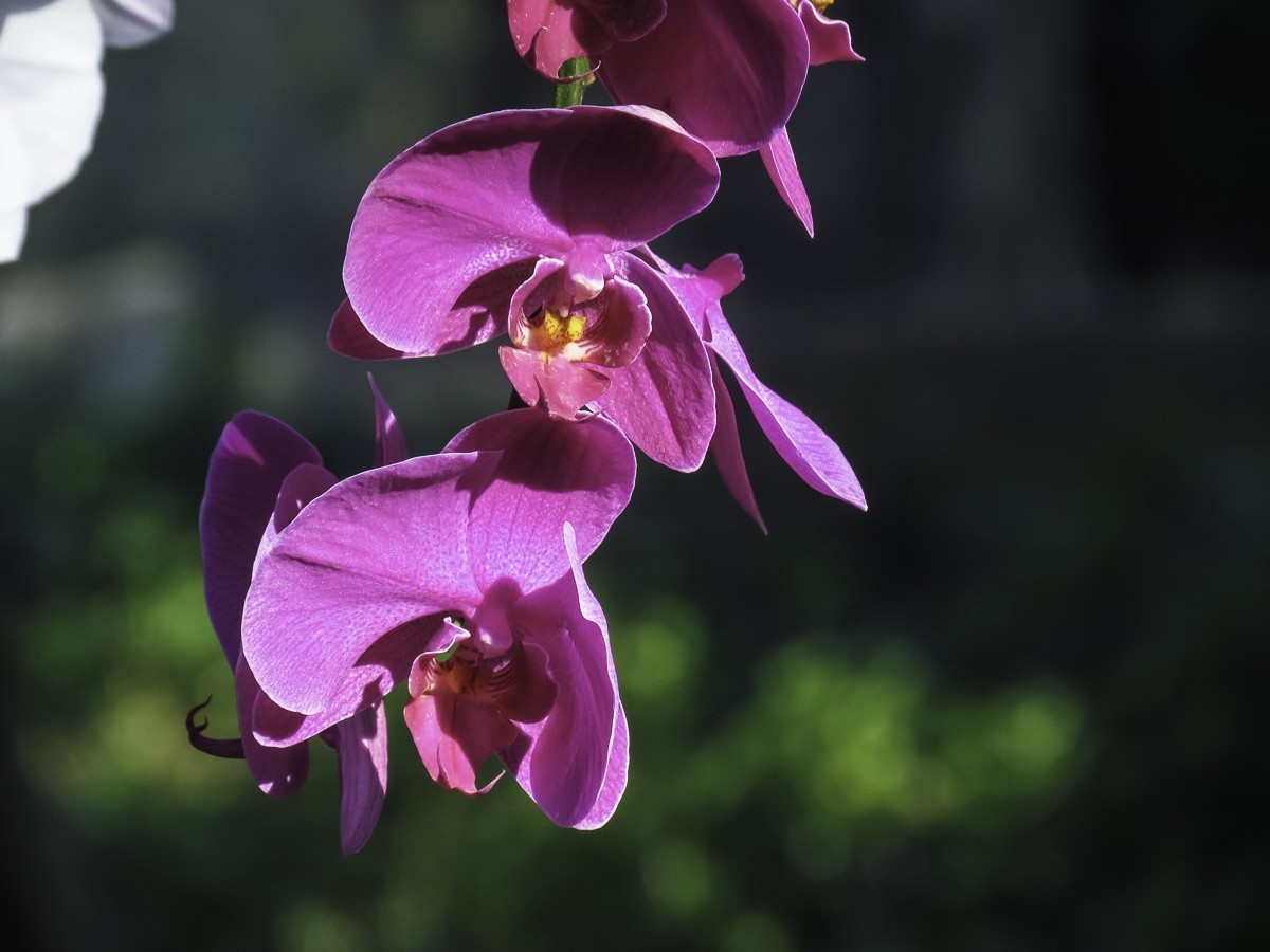 #版主坐堂#索尼大版星空(中国)2022年7月份优秀作品精选汇总